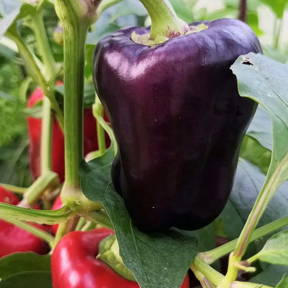 Семена сладкого перца Хамелеон