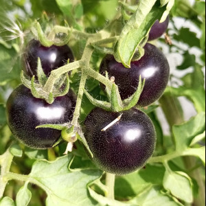 Helsing Junction Blues