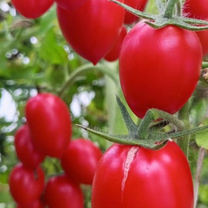 Красный прекрасный