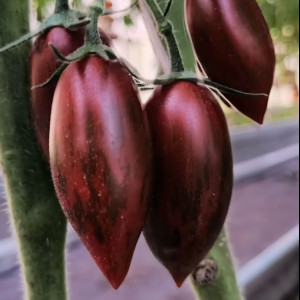 Сладкоежка