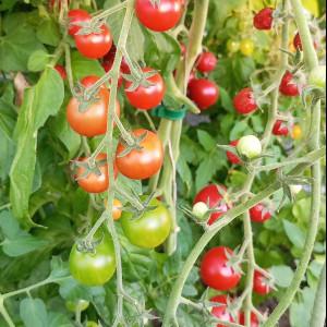 Вишневый гроздевой