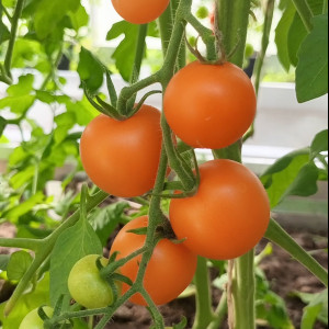 Вишня желтая