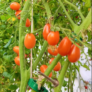 Грушевый апельсин