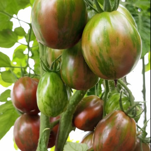 Де Барао полосатый