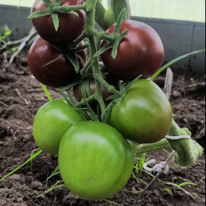 Де Барао чёрный