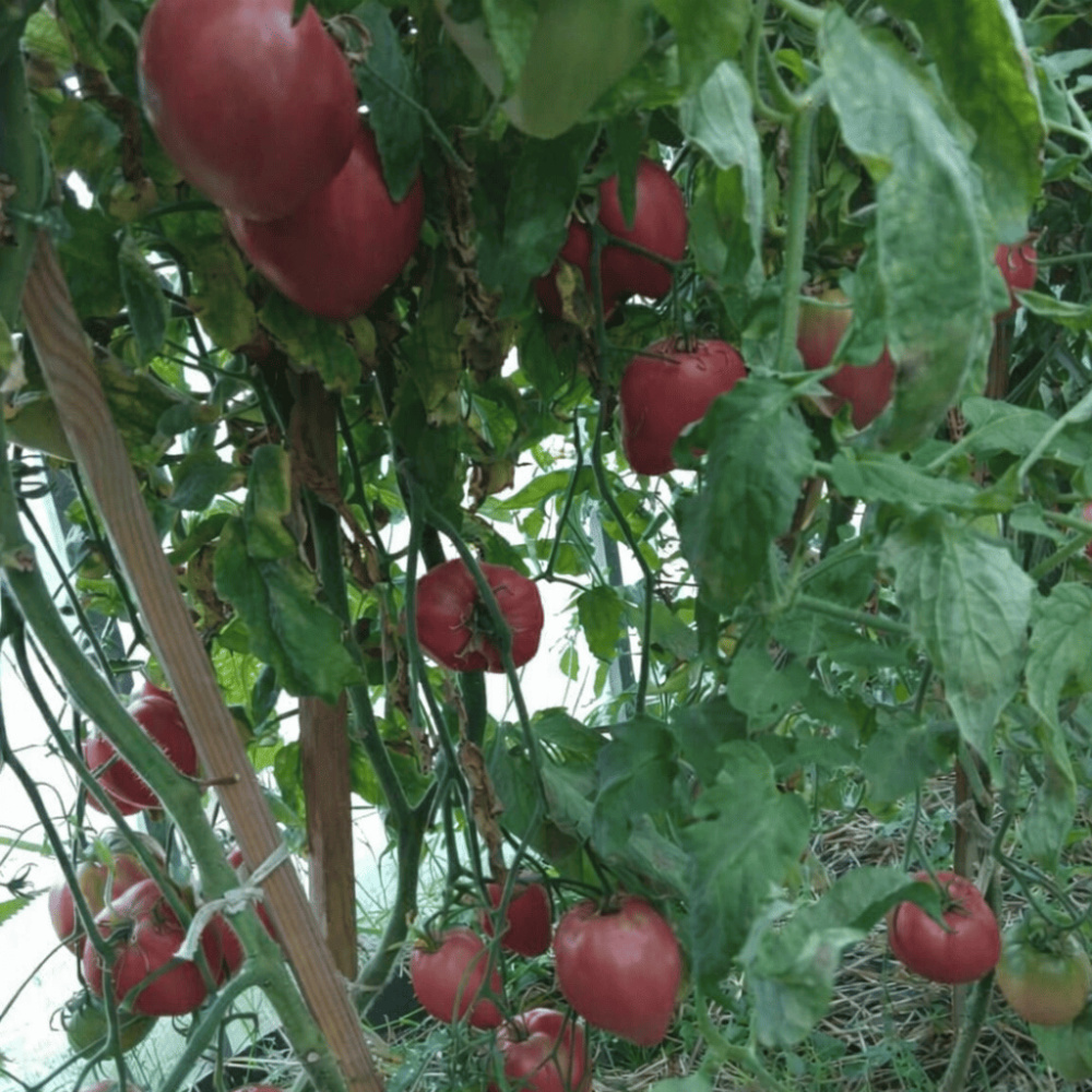 Семена томата Дедушкино петушиное перышко