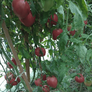 Дедушкино петушиное перышко