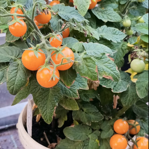 Детки-конфетки