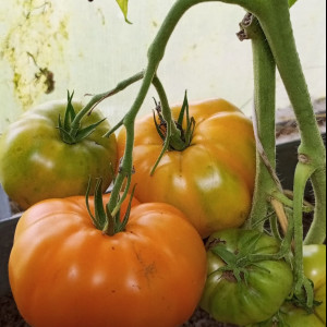 Золотая королева