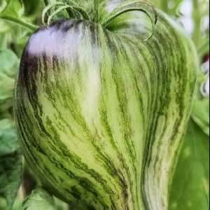 Изумрудная Парча