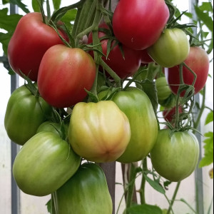 Итальянский жеребец