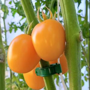 Карамель жёлтая