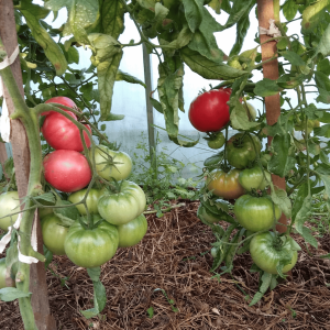 Колхозная королева