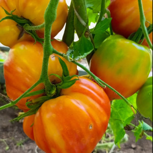 Королевское сердце