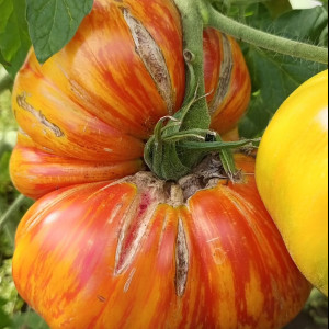 Король красоты