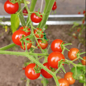 Красная ягода Ивы