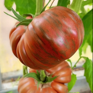 Красные Полосы Амарилло