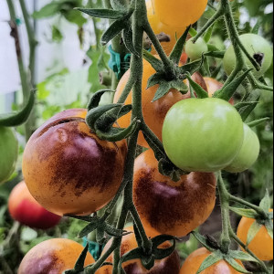 Лесной голубой шмель