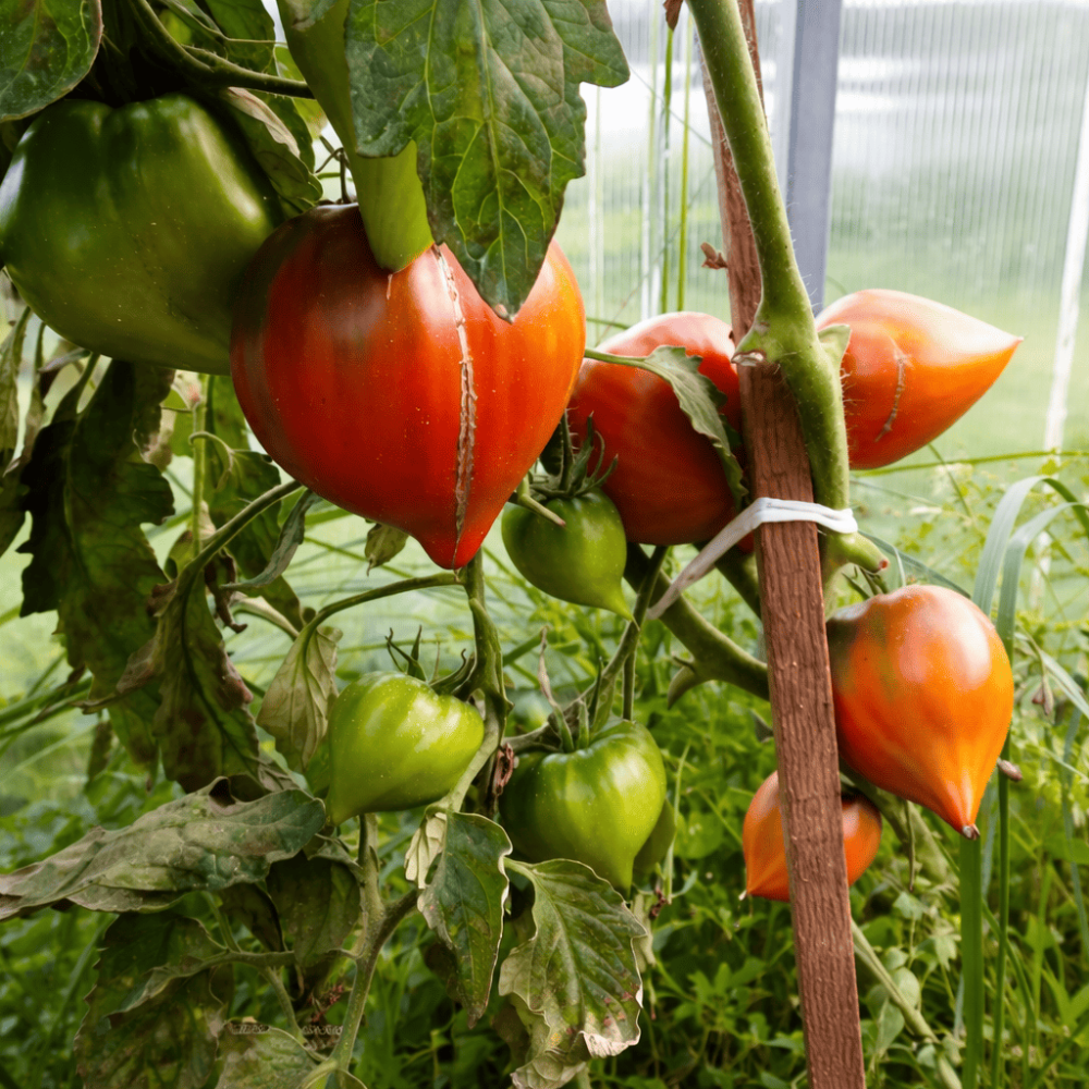 Семена томата Линнея сердца