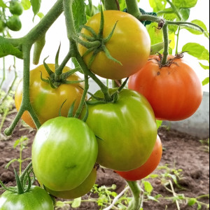 Медовое сердце