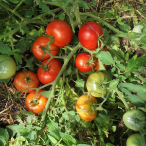 Монгольский карлик