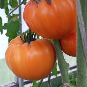 Огненный поцелуй