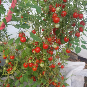 Ожерелье Красное