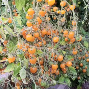 Ожерелье желтое