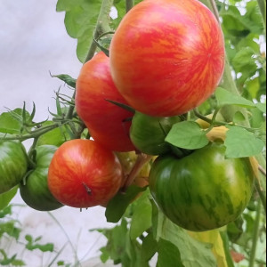 Оранжевая зебра