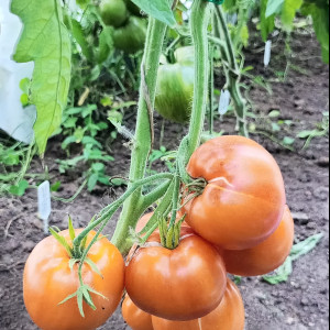 Персик сердцевидный с антоцианом