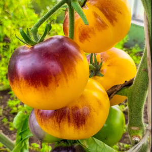 Пестрая мышь