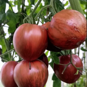 Полосатая милая темная