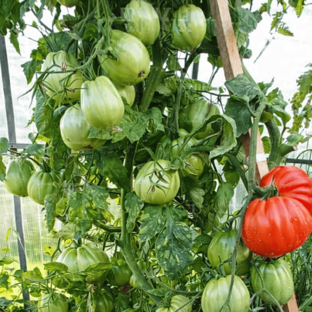 Семена томата Пузата хата