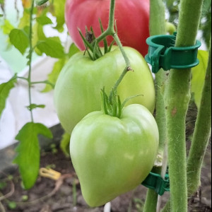 Рабочий выпуск пасты