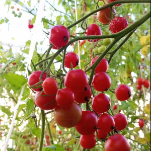 Ранчо Солито