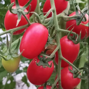 Розовые сережки