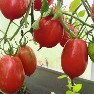 Рябая кисть