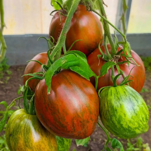 Сердце Марши