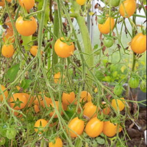 Сладкая гроздь золотая