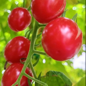 Сладкий букетик