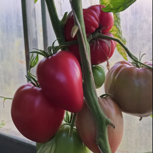 Сладкий кекс