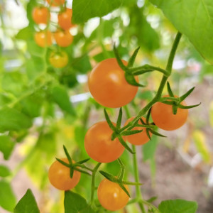 Смородина желтая