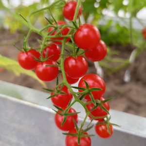 Смородина красная