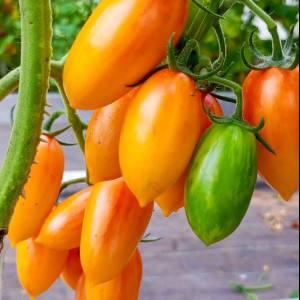 Стыдливый румянец