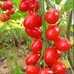 Сызранские дамские пальчики