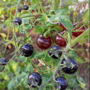 Танцы со Смурфиками