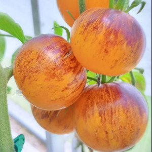 Уссурийский тигр