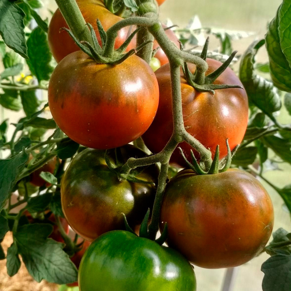 Семена томата Черная лакомка