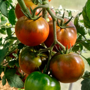 Черная лакомка