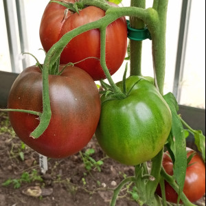 Черное сердце Америки